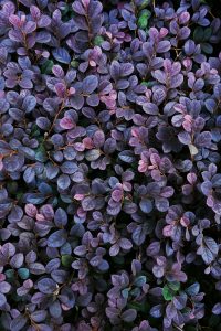aromaltexture~1